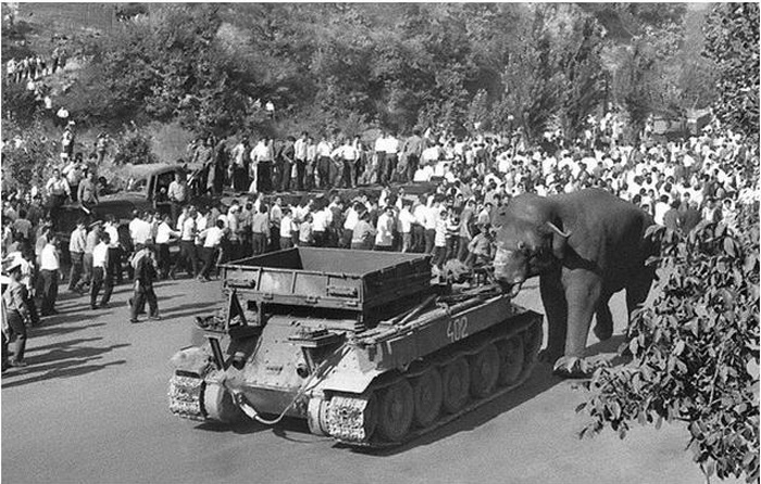 Вова слон Erevan-zoo-1
