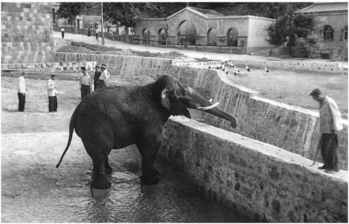 Вова слон Erevan-zoo-2