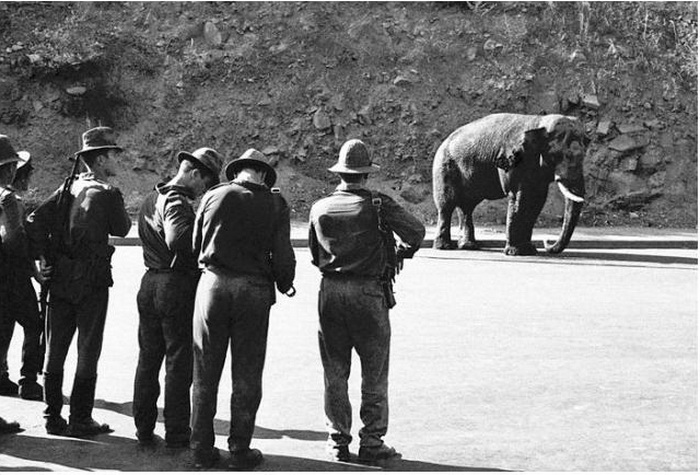 Вова слон Erevan-zoo-5