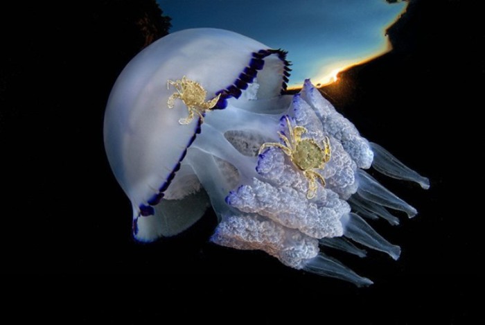 Красота подводного мира: работы, победившие в конкурсе Underwater Photographer of the Year Contest